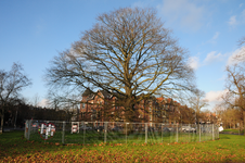 846261 Gezicht op de zieke beuk in het plantsoen aan de Emmalaan te Utrecht.